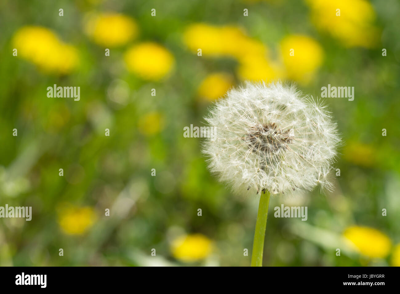 Dandelion on a meadow Stock Photo - Alamy
