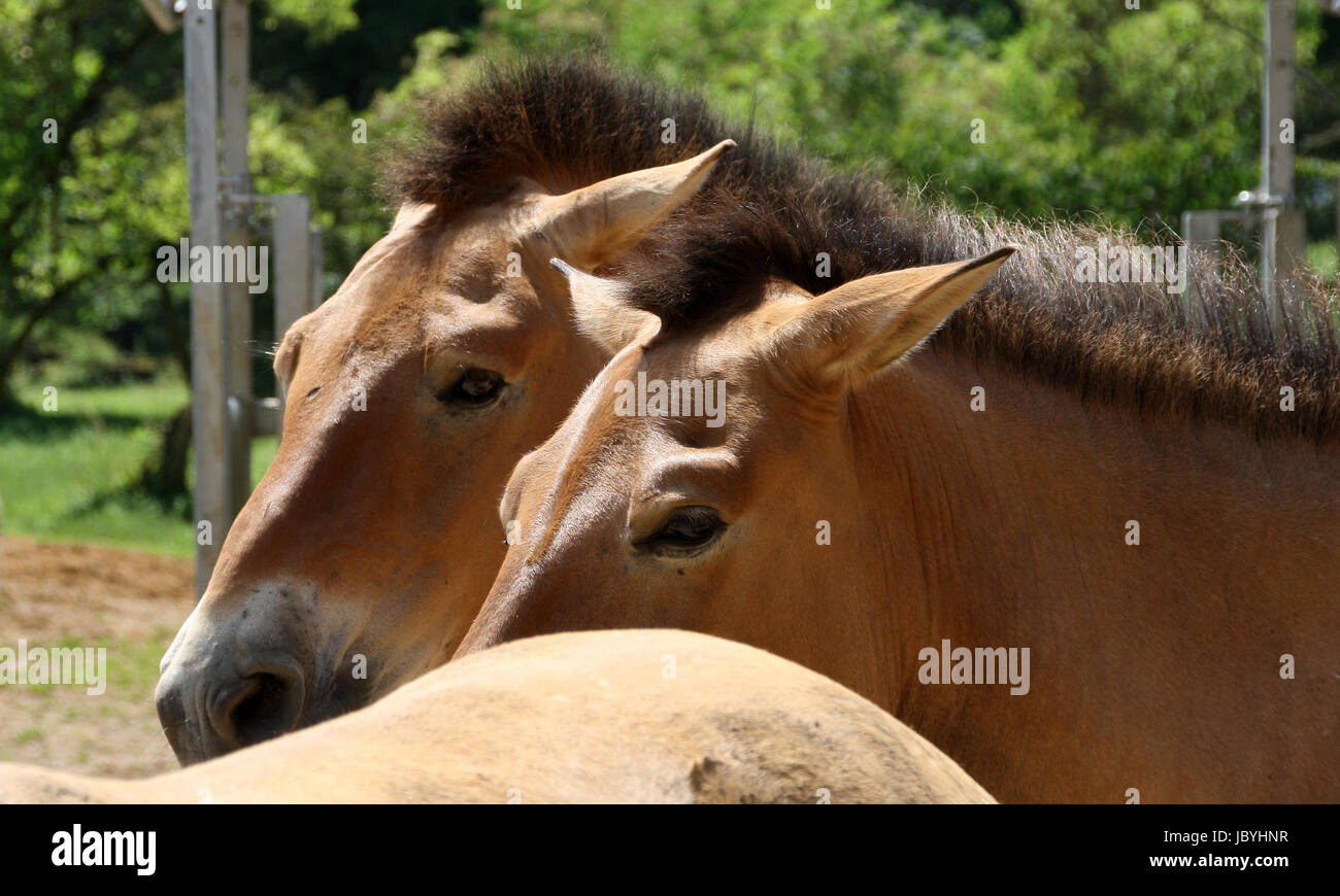 przewalski - horse Stock Photo
