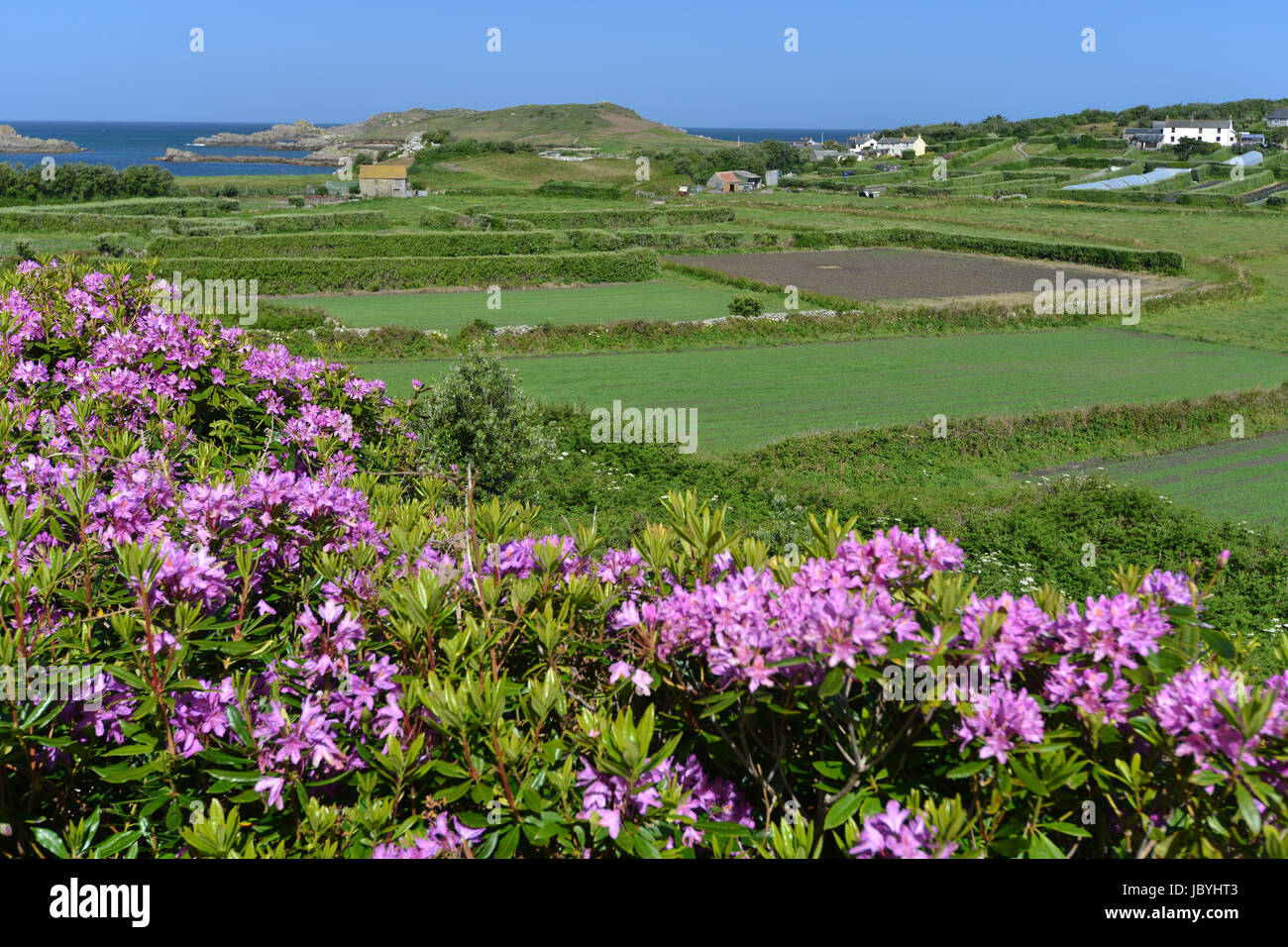 Pink flowers in lush Bryher, Scilly isles Stock Photo - Alamy