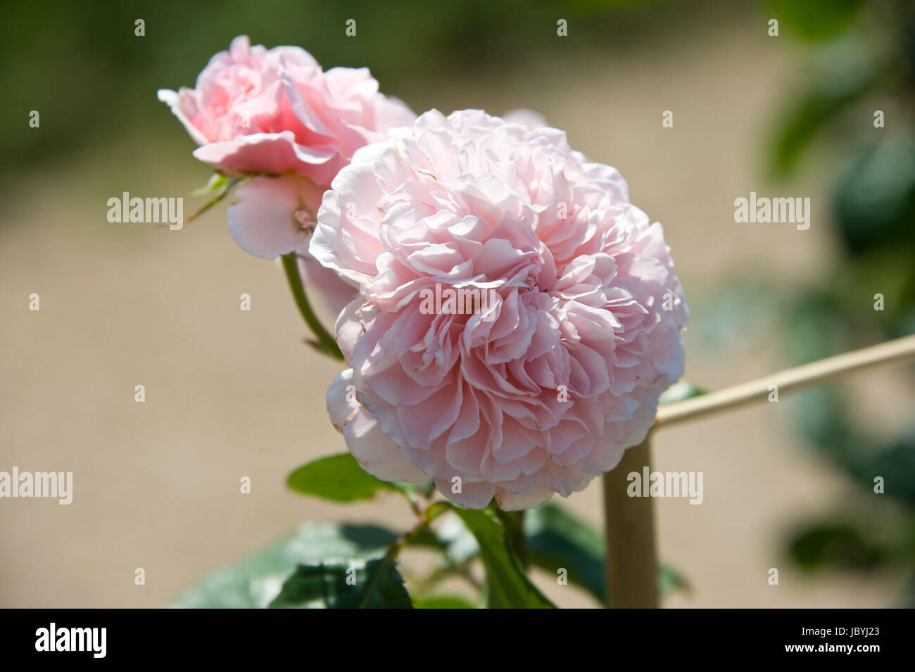 Rose de tolbiac hi-res stock photography and images - Alamy