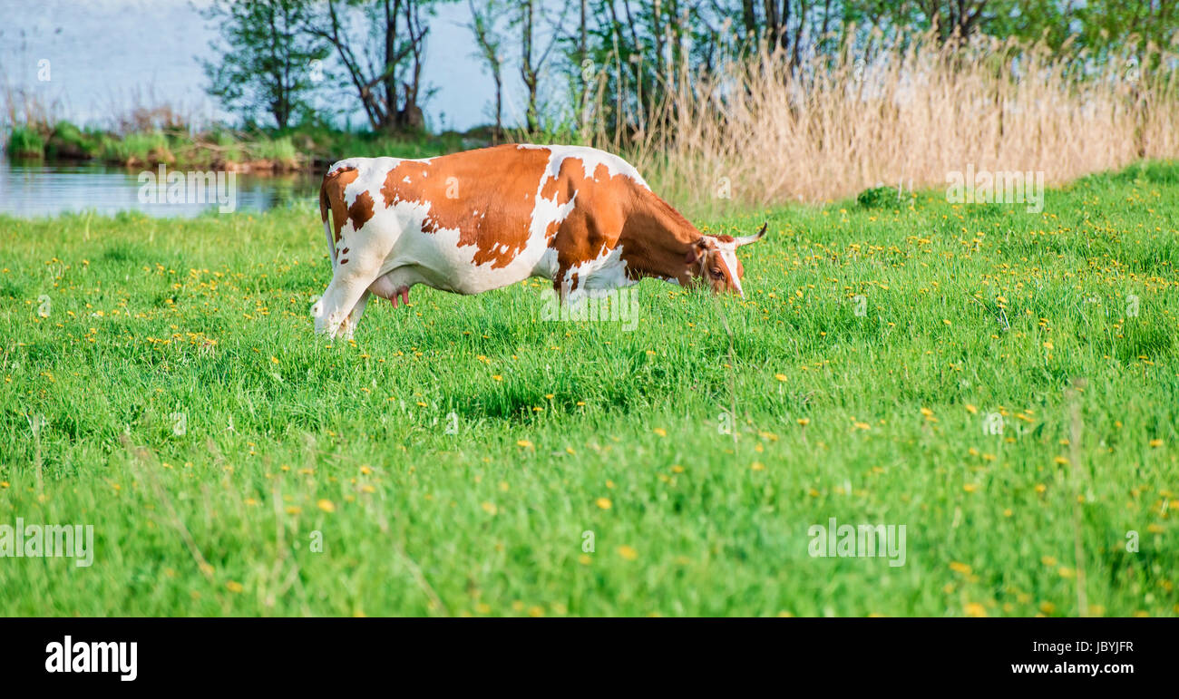Red cow grazing on pasture Stock Photo - Alamy
