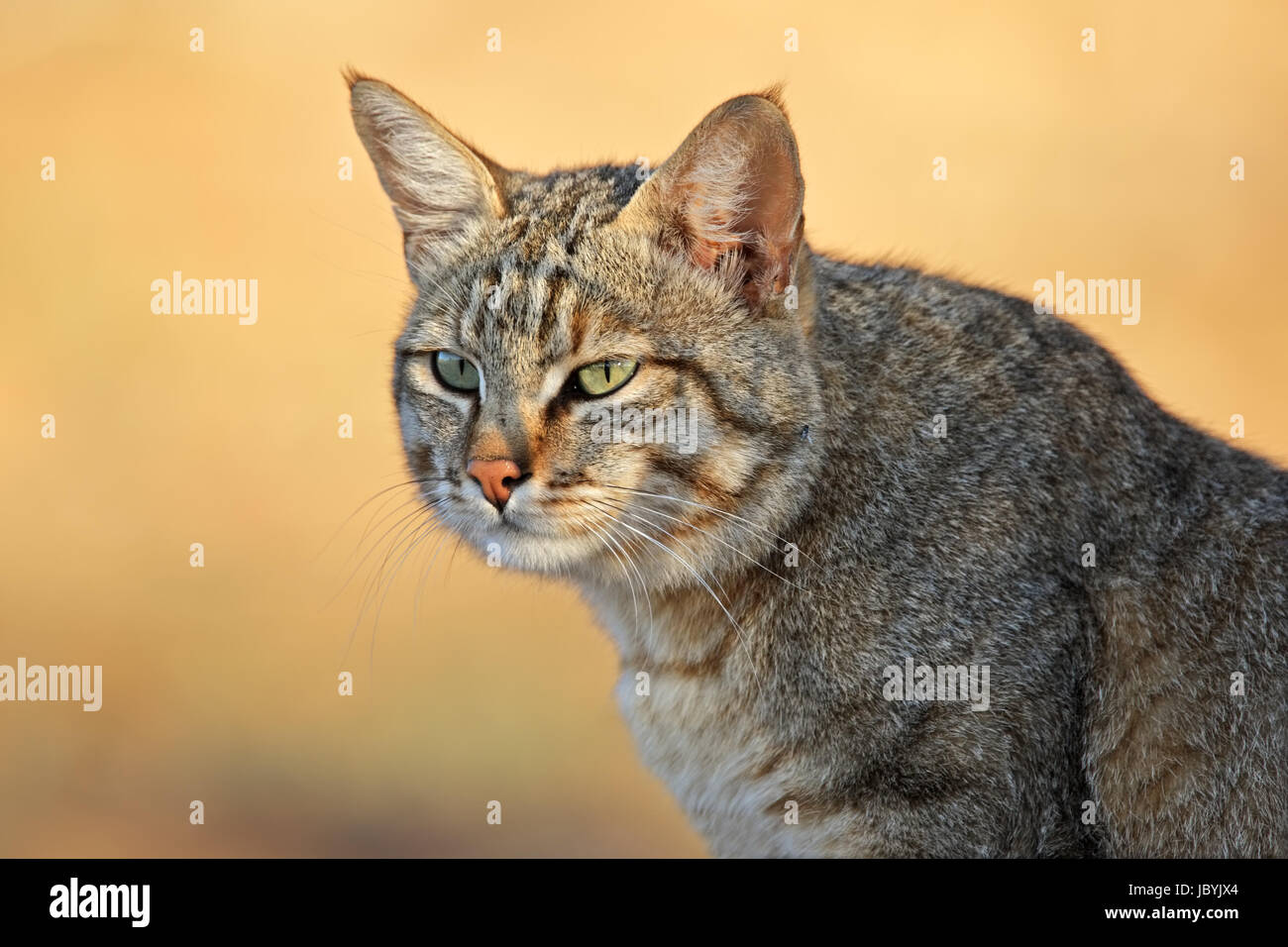 Page 2 African Wild Cat Felis Silvestris High Resolution Stock Photography And Images Alamy