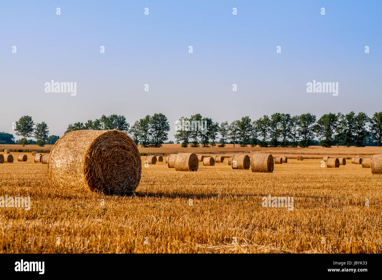 Round straw bales in harvested fields and blue sky Stock Photo - Alamy