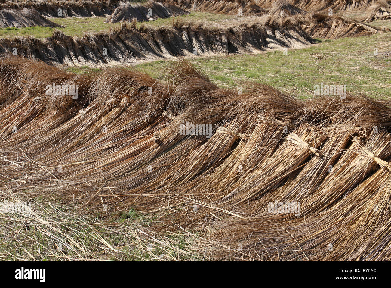 Bundles thatch grass hi-res stock photography and images - Alamy