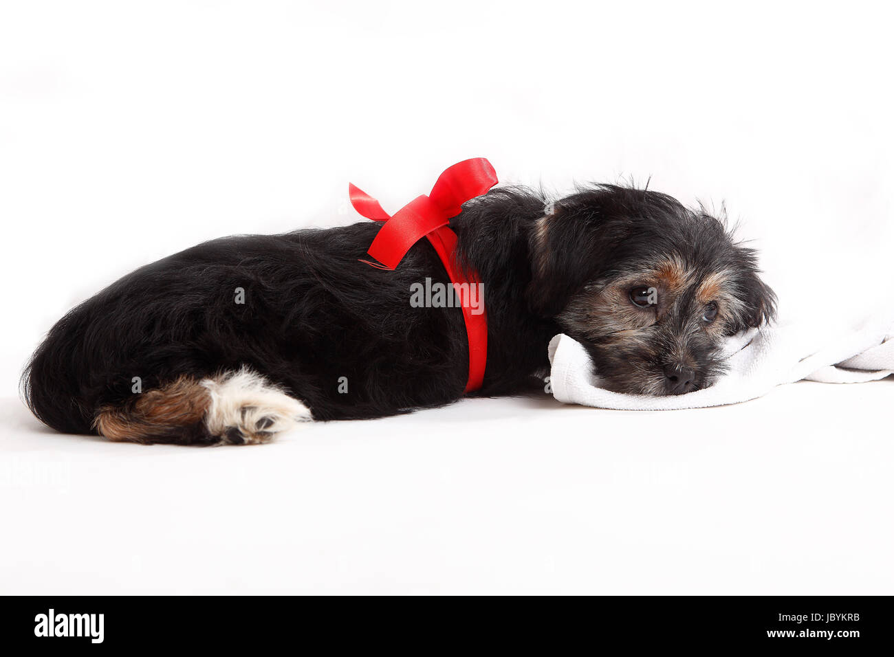 Young puppy with red bow for present in front of white background Stock