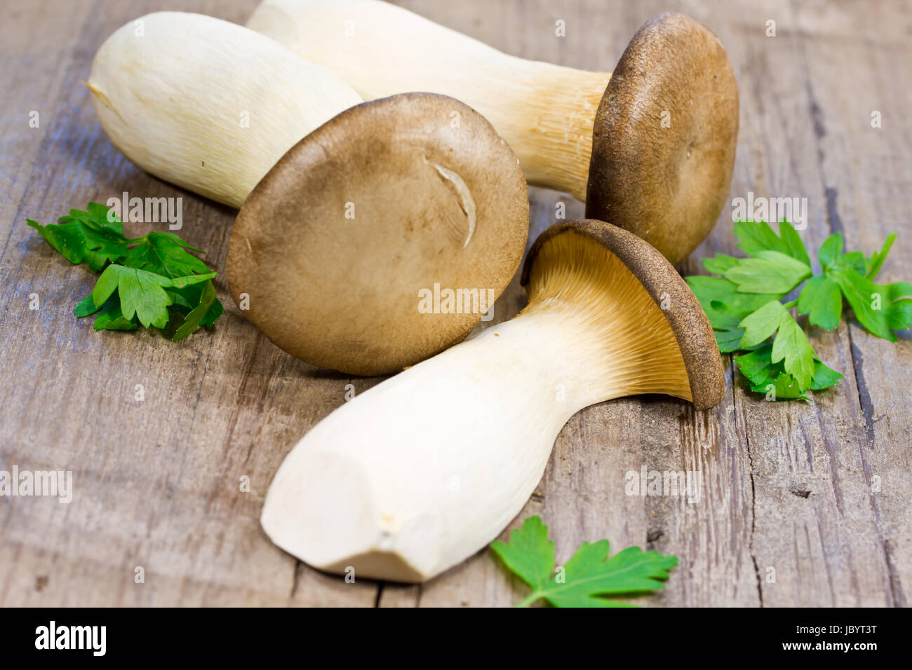 oyster mushrooms Stock Photo Alamy