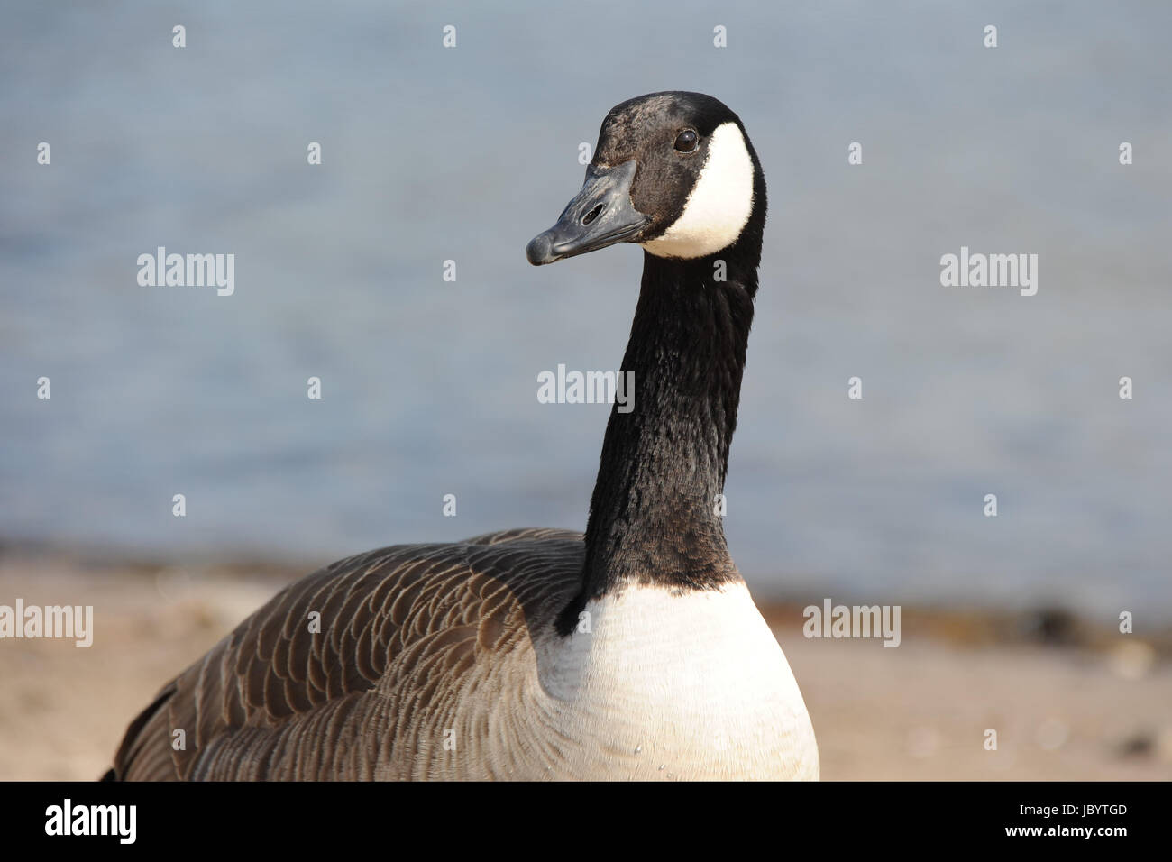 Gans Kanadagans High Resolution Stock Photography and Images - Alamy