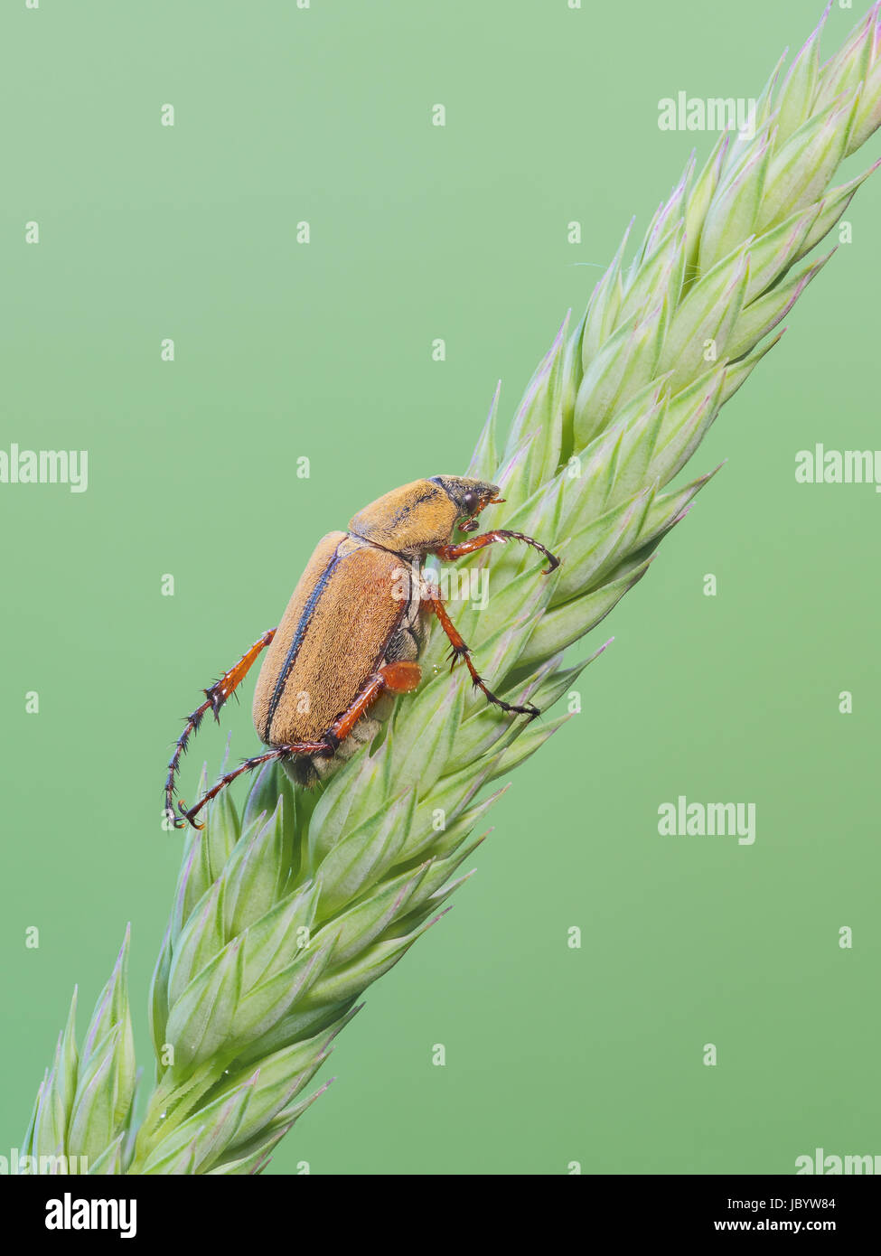 A sleeping Rose Chafer (Macrodactylus suspinosus) perches on a plant. Stock Photo