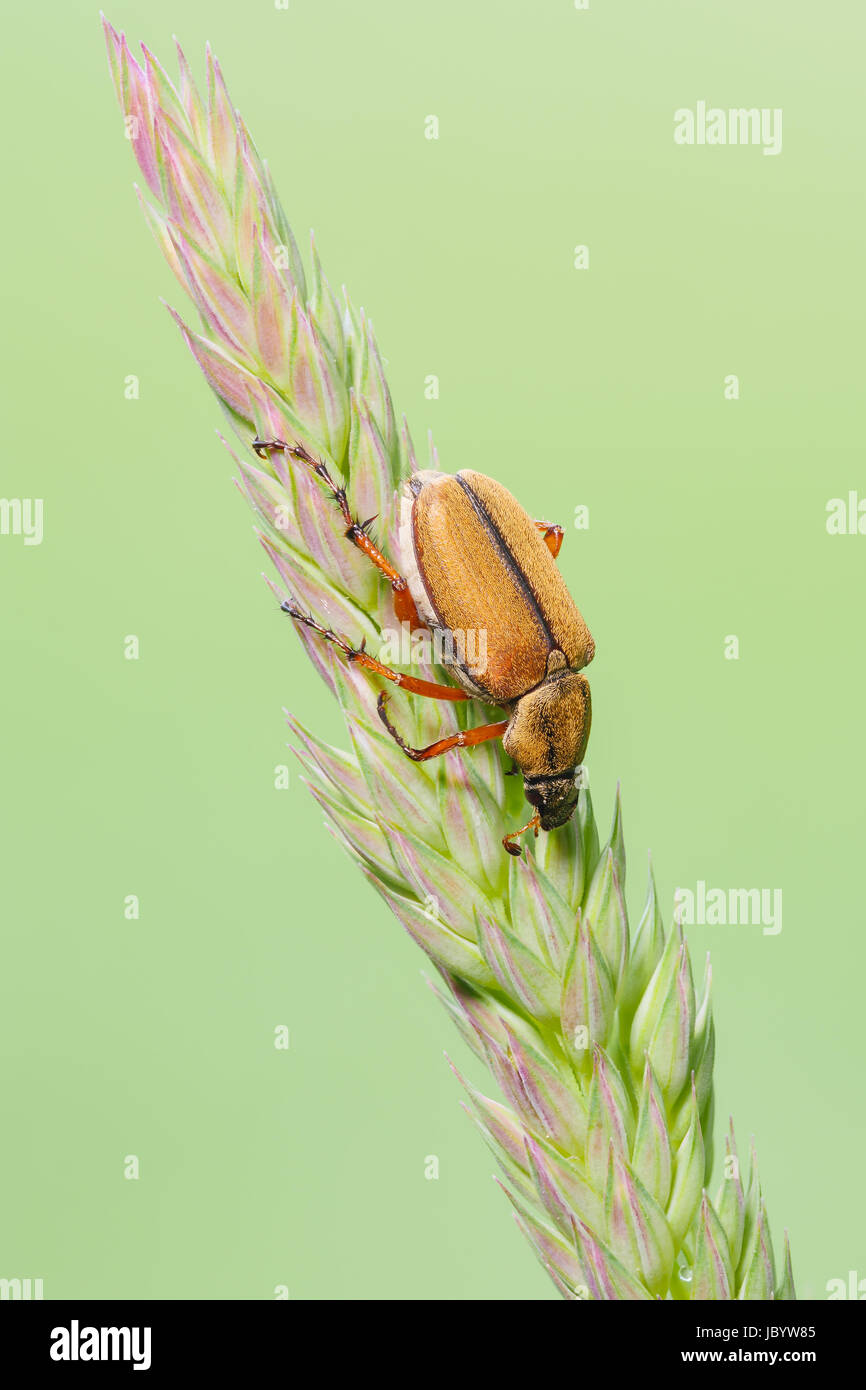 A sleeping Rose Chafer (Macrodactylus suspinosus) perches on a plant. Stock Photo