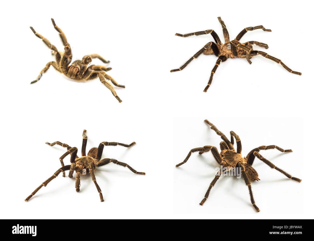 set of close up Tarantula Isolated on white Background Stock Photo - Alamy