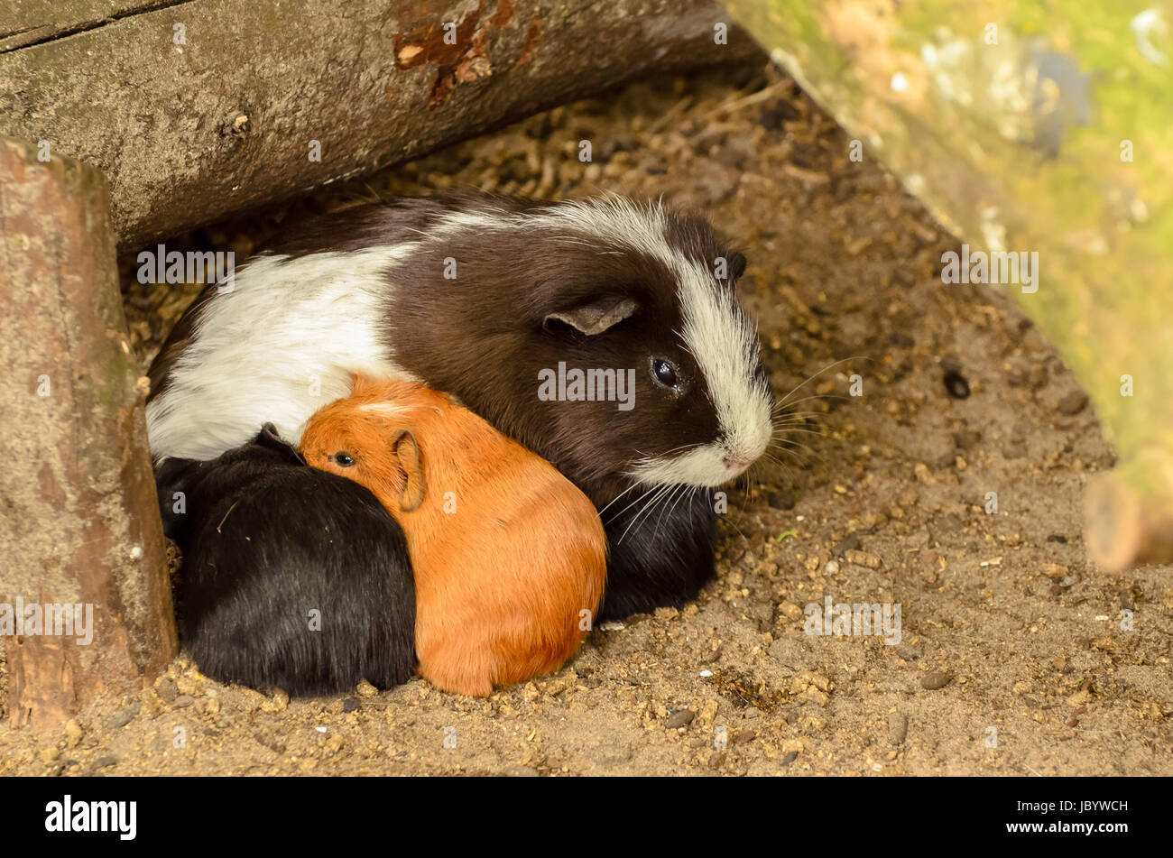 Picture of Group of small baby guinea-pigs taking shelter with they're mother in a ...