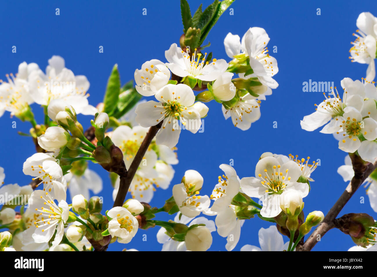 Cherry branch with a large number of white flowers against the blue sky. Stock Photo