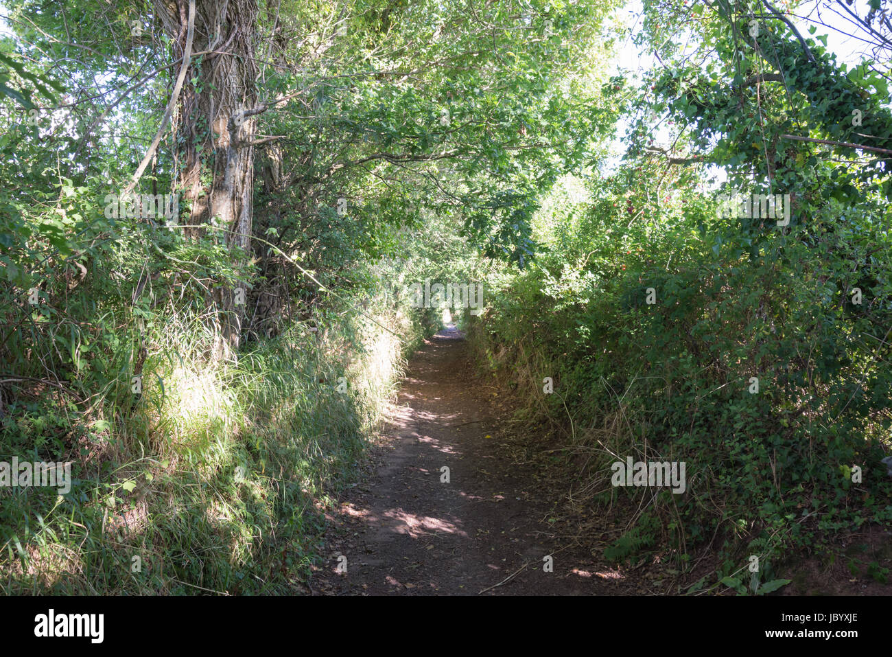 The path seems to narrow into a bright white light Stock Photo Alamy