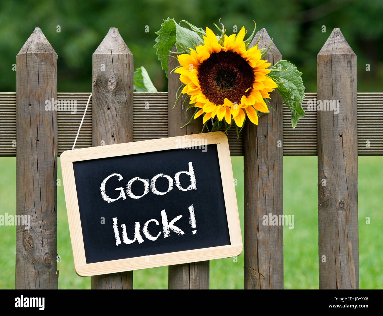 Sunflower good luck hires stock photography and images Alamy