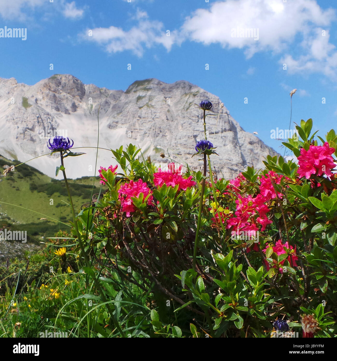 plant europe Stock Photo Alamy