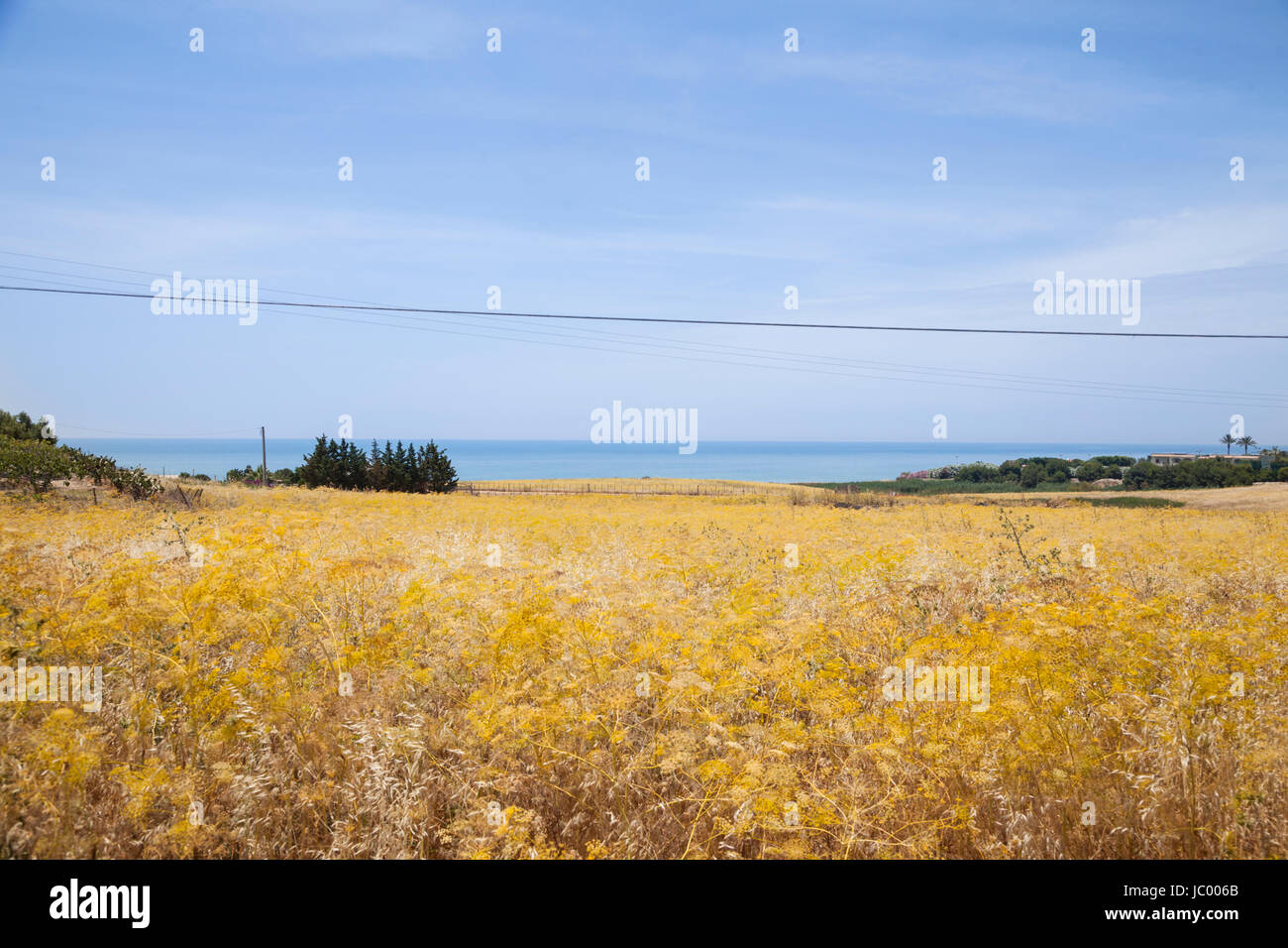 Golden yellow fields of wild flower between the seaside towns Licata and Falconara in the south of Sicily, Italy. Stock Photo