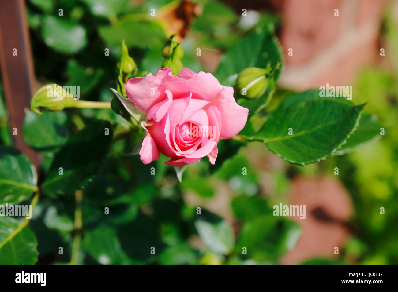 Pink Rosa Rose an Hecke Stock Photo