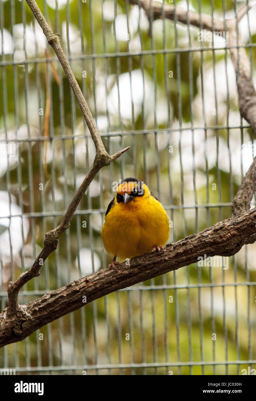 African golden oriole is a bright yellow bird with a black mask known scientifically as Oriolus auratus. Stock Photo