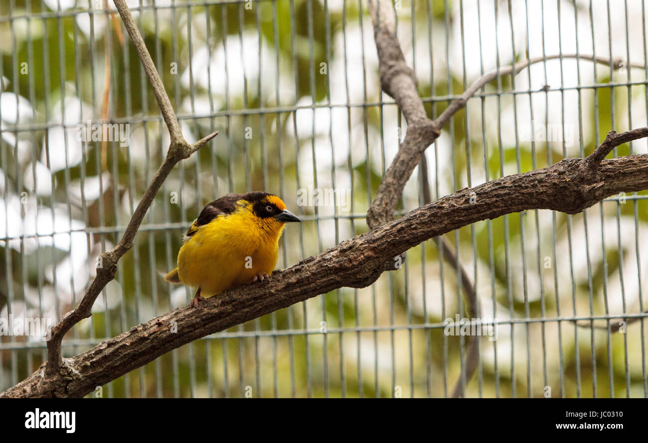 African golden oriole is a bright yellow bird with a black mask known scientifically as Oriolus auratus. Stock Photo