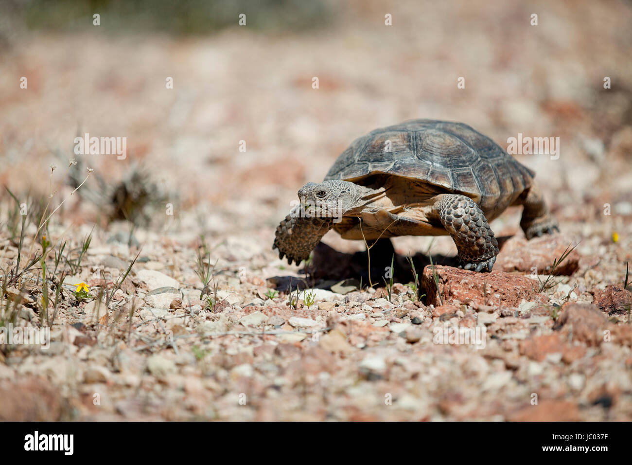 Mojave desert tortoise (Gopherus agassizii) in its natural habitat - Mojave desert, California USA Stock Photo