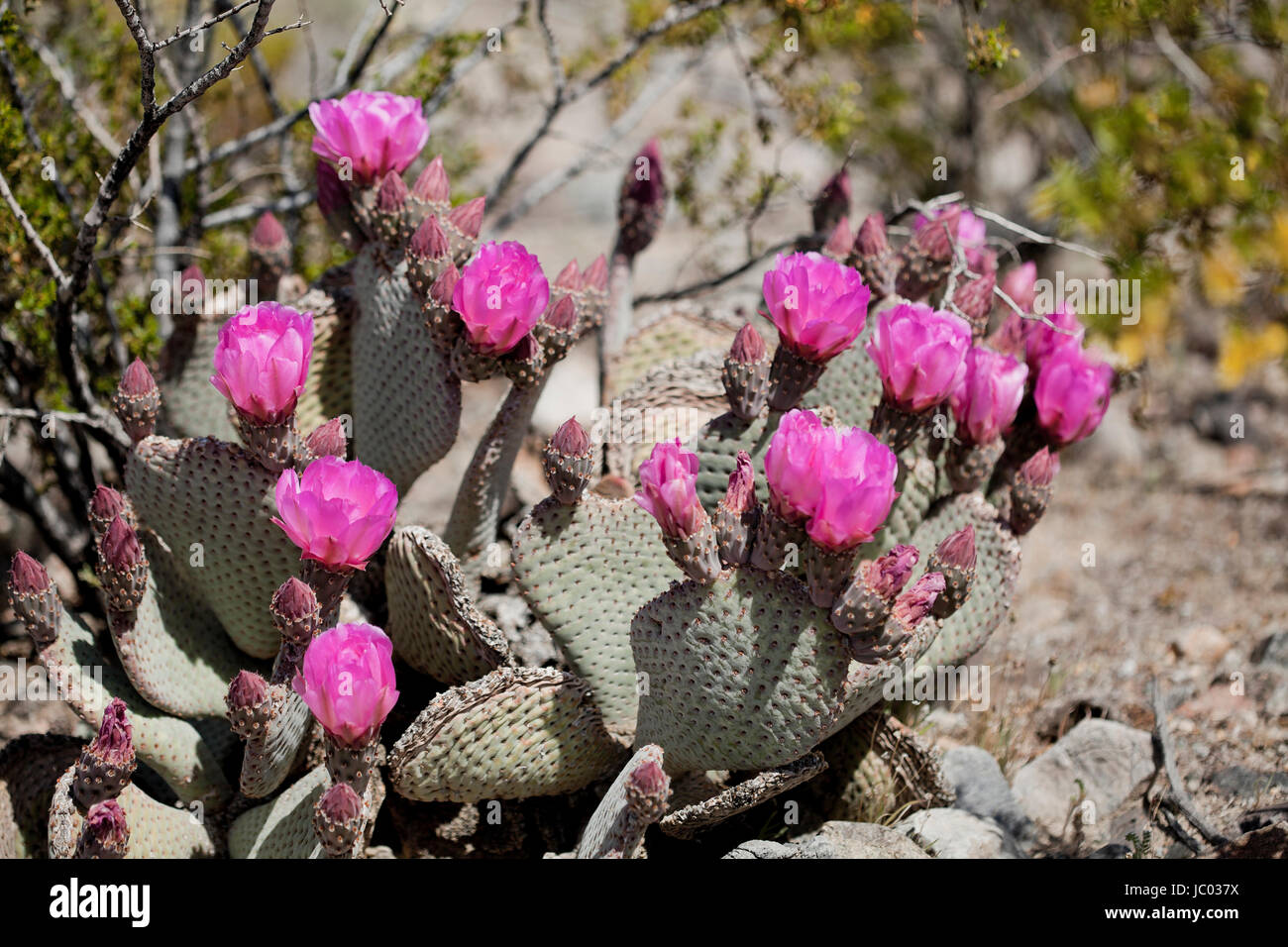 Beavertail cactus flowers (Optuntia) Mojave desert, California USA Stock Photo Alamy