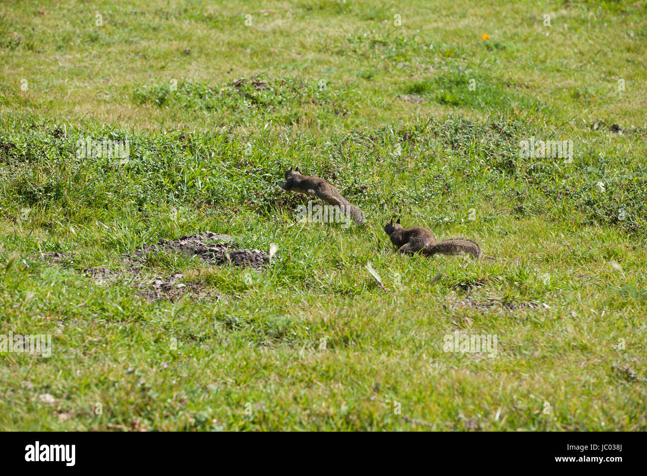 One California ground squirrel chasing another (Otospermophilus beecheyi) - California USA Stock Photo