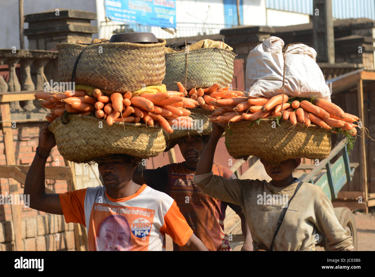 Carrying freshly picked carrots from the villages to the market Stock