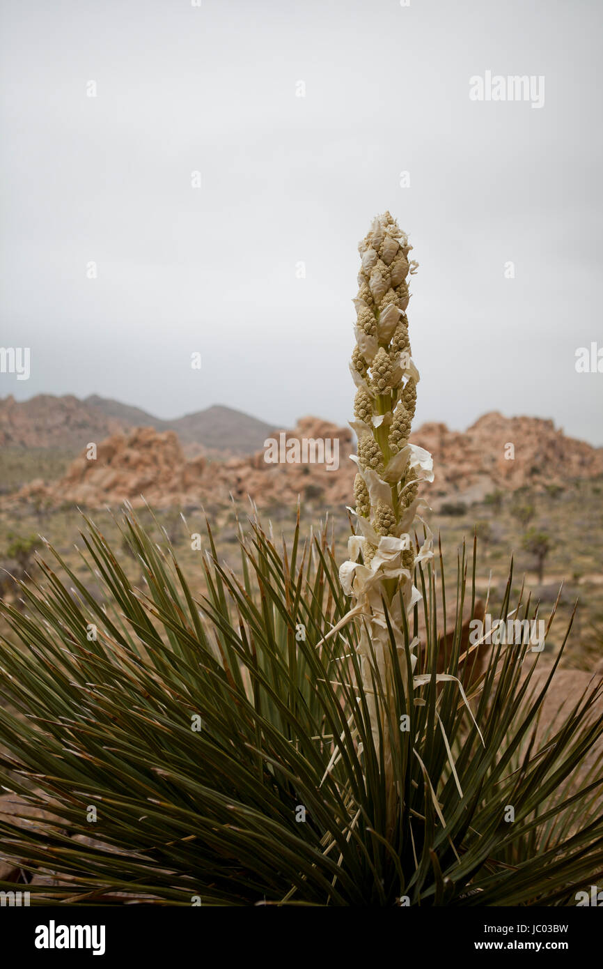 Mojave Yucca plants (Yucca schidigera, aka Spanish dagger), blooming in early spring - Mojave desert, California USA Stock Photo