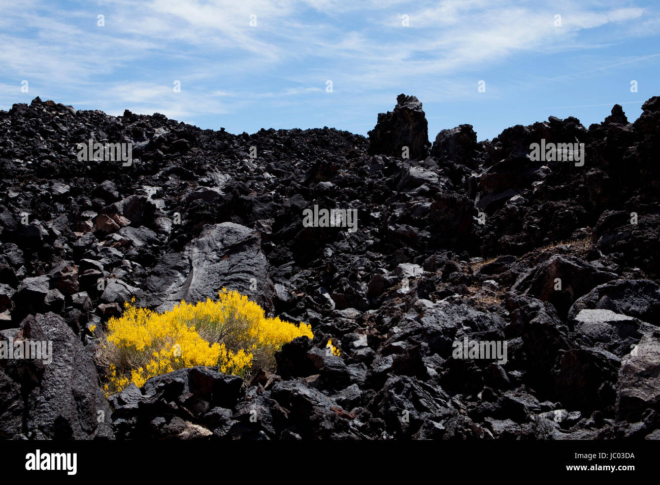 Brittlebush (Encella farinosa) growing on dark volcanic lava rock formation - Mojave desert, California USA Stock Photo