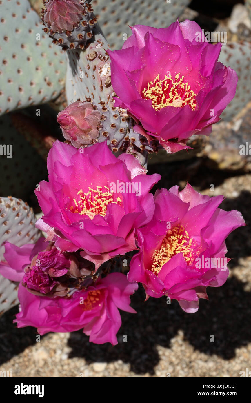 Close-up of five beautiful bright pink Beavertail cactus flowers with yellow centers and buds;  blue-grey pads in background inthe Anza-Borrego Desert Stock Photo