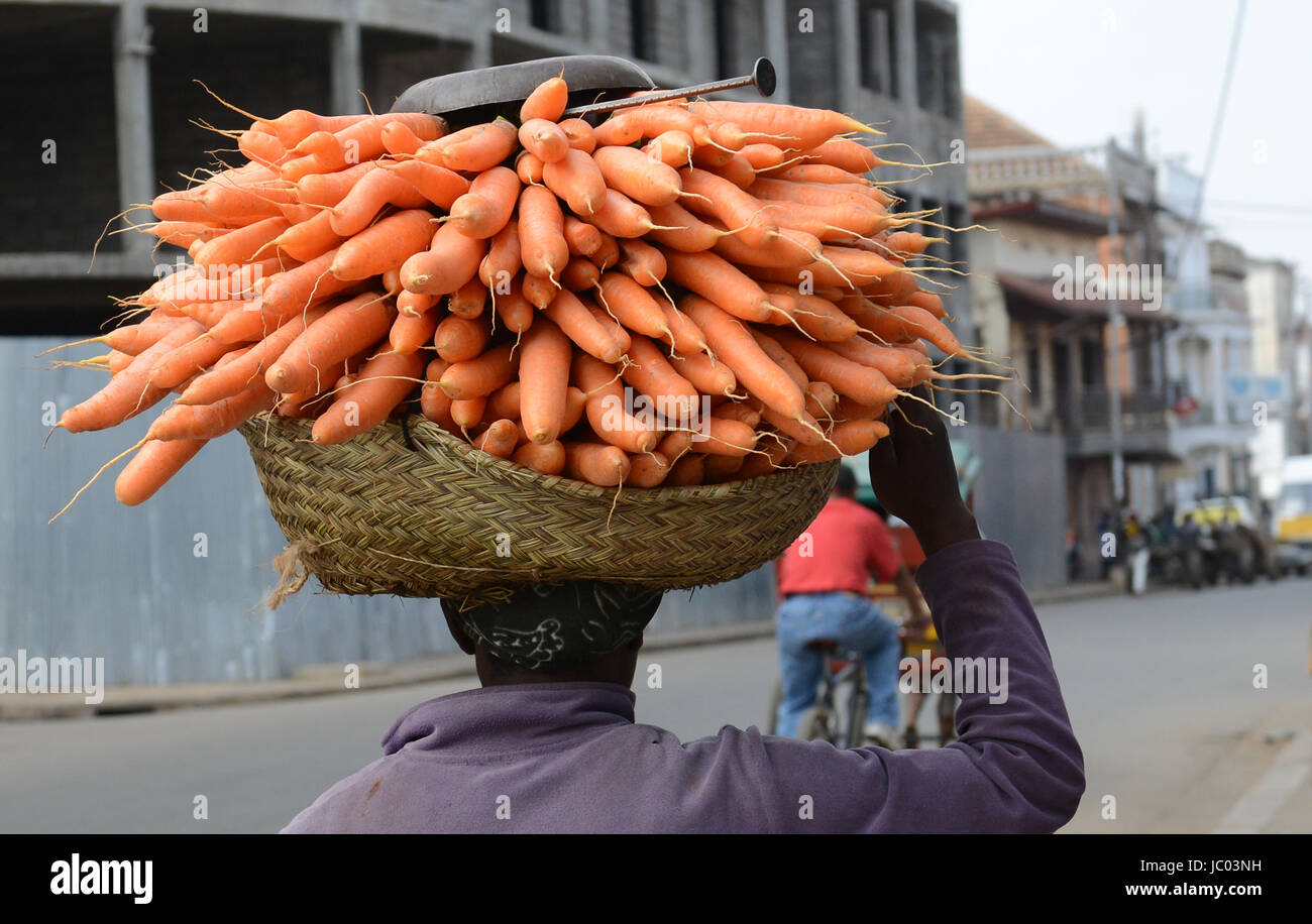 Carrying freshly picked carrots from the villages to the market Stock