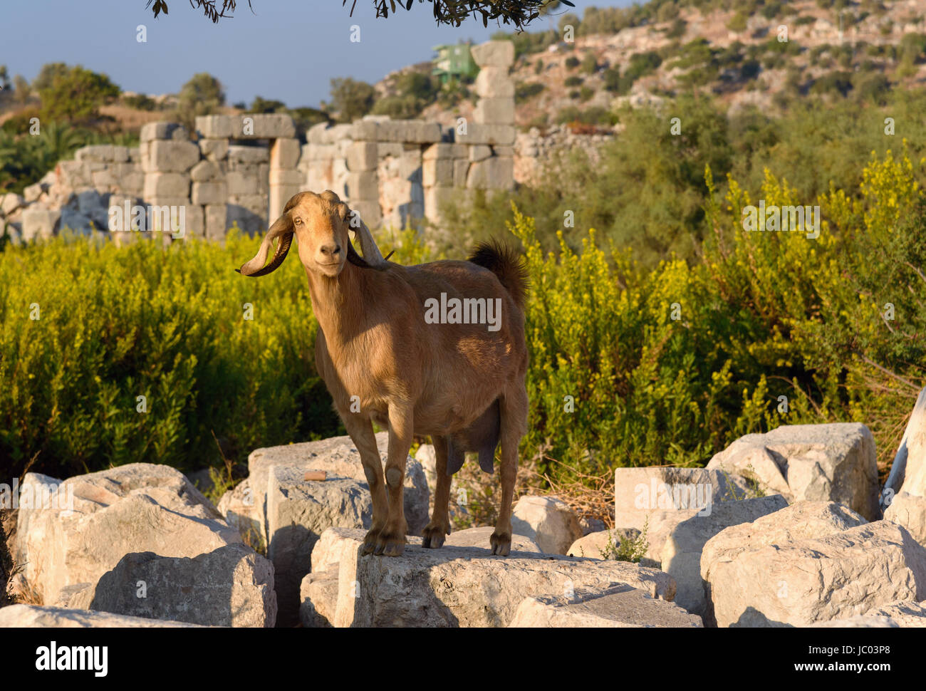 Goat turkey hi-res stock photography and images - Alamy