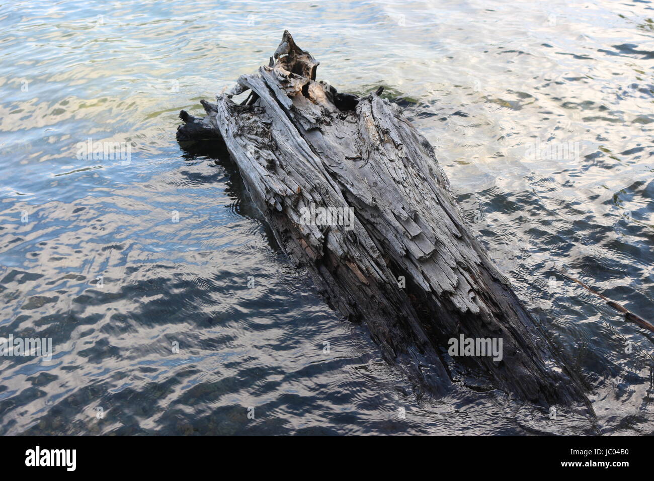 I log adrift floating in a lake Stock Photo Alamy