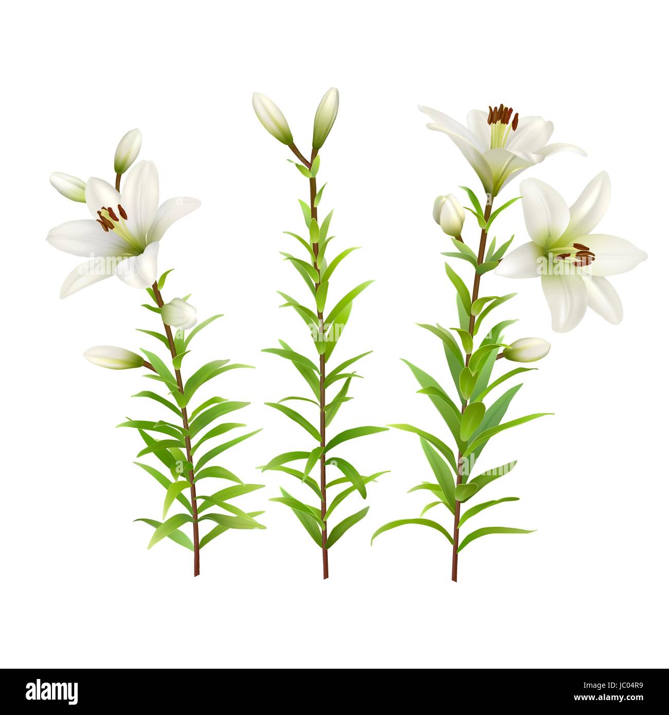 White lilies with green stem and leaves. Set of realistic flowers. Colorful floral vector illustration. Stock Vector