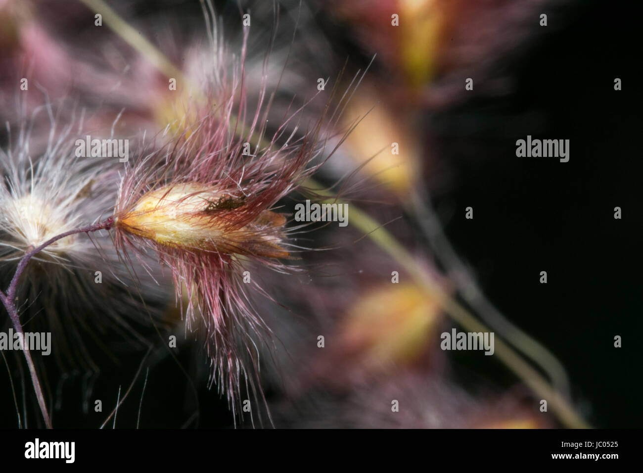 Hairy Seed Plant High Resolution Stock Photography and Images - Alamy