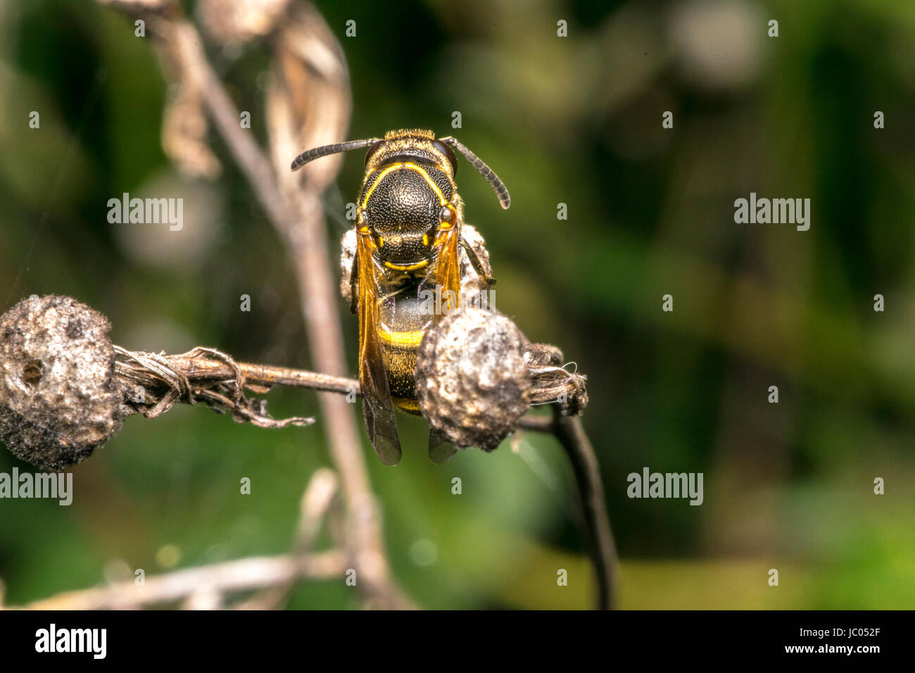 Wasp coming out from its cocoon Stock Photo