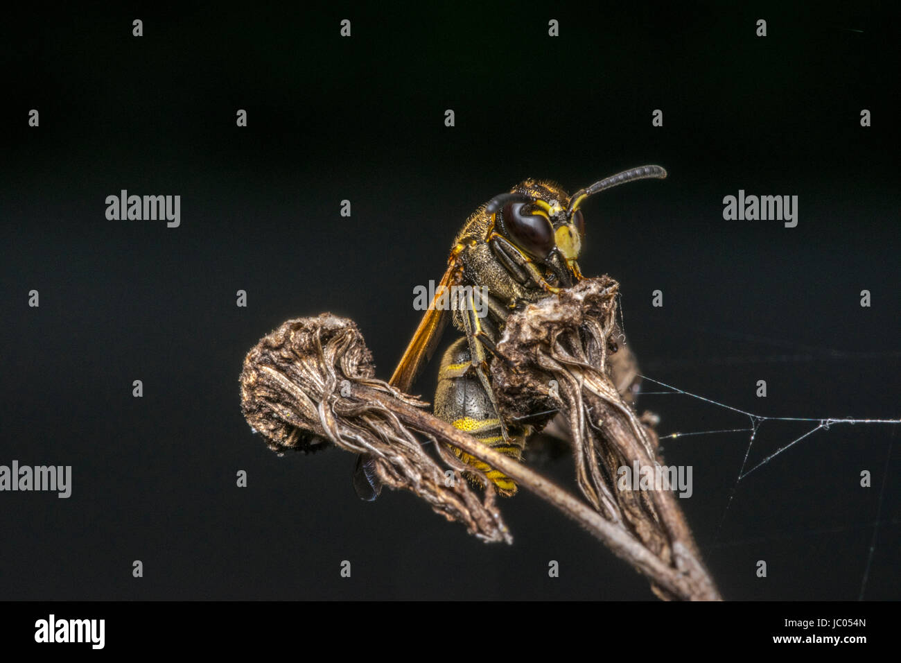 Wasp coming out from its cocoon Stock Photo Alamy