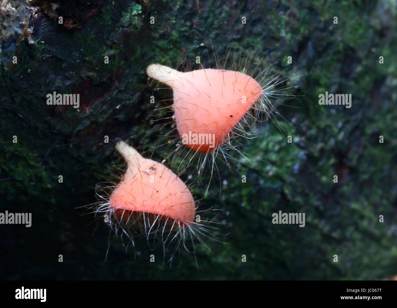 Orange cup fungi on a fallen tree branch in a tropical jungle Stock Photo