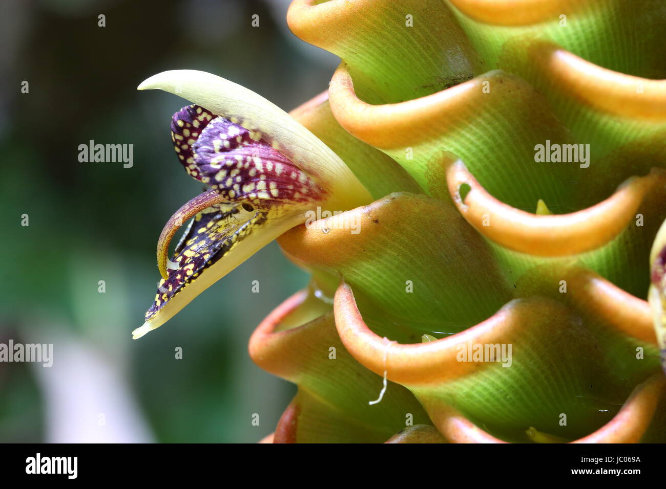 Close-up of the flower of the zingiber spectabile or Golden Beehive ginger found in the tropical jungle Stock Photo