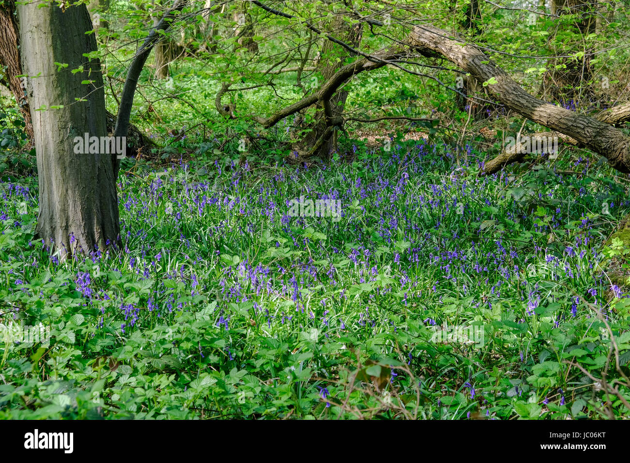 Bluebells in the woods in Spring, wild and natural Stock Photo