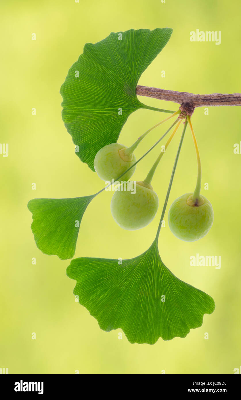 herbal plant ginkgo Stock Photo