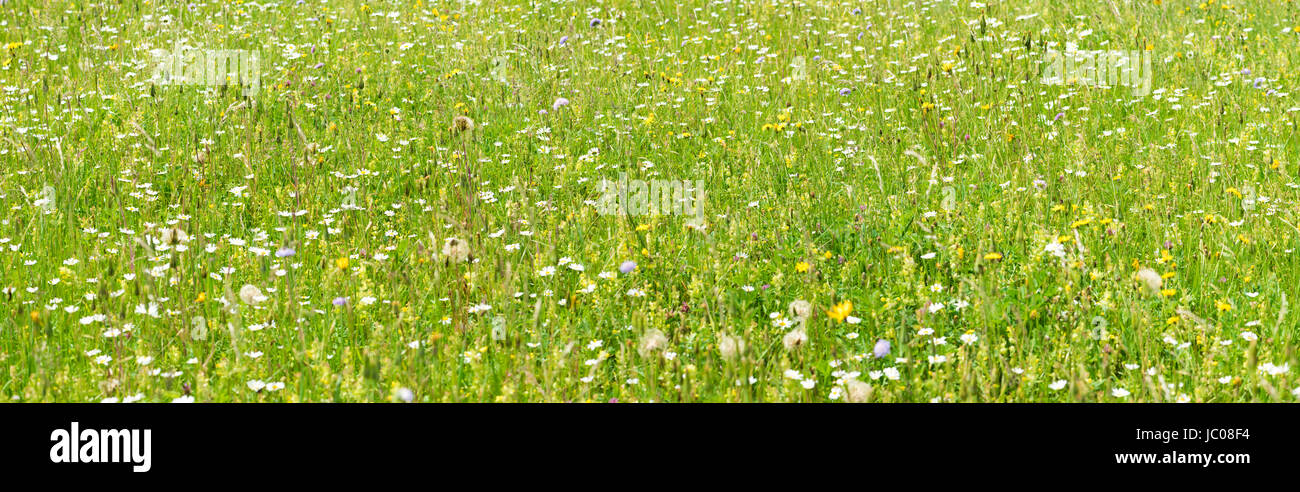 panoramic blooming meadow with many flowers at spring Stock Photo