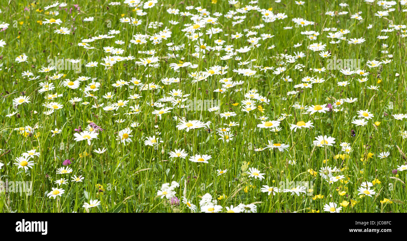 panoramic blooming meadow with many flowers at spring Stock Photo