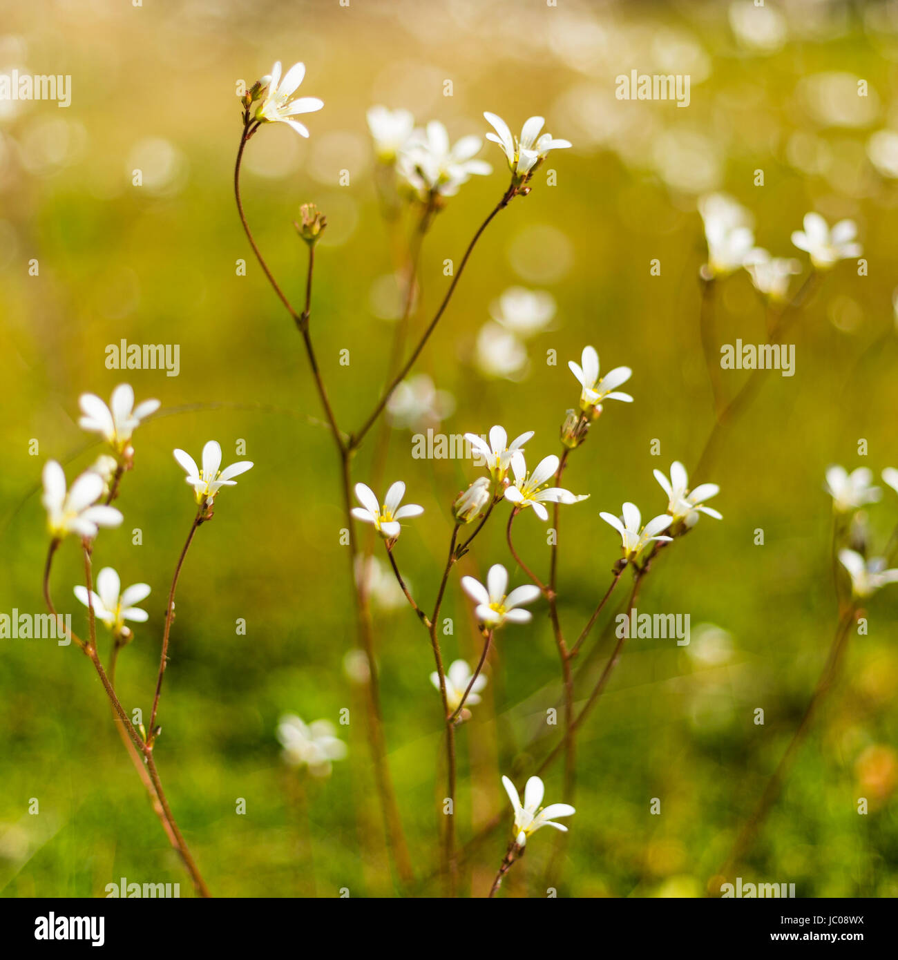 Meadow Saxifrage (Saxifraga granulata), on green roof garden, England, United Kingdom Stock Photo
