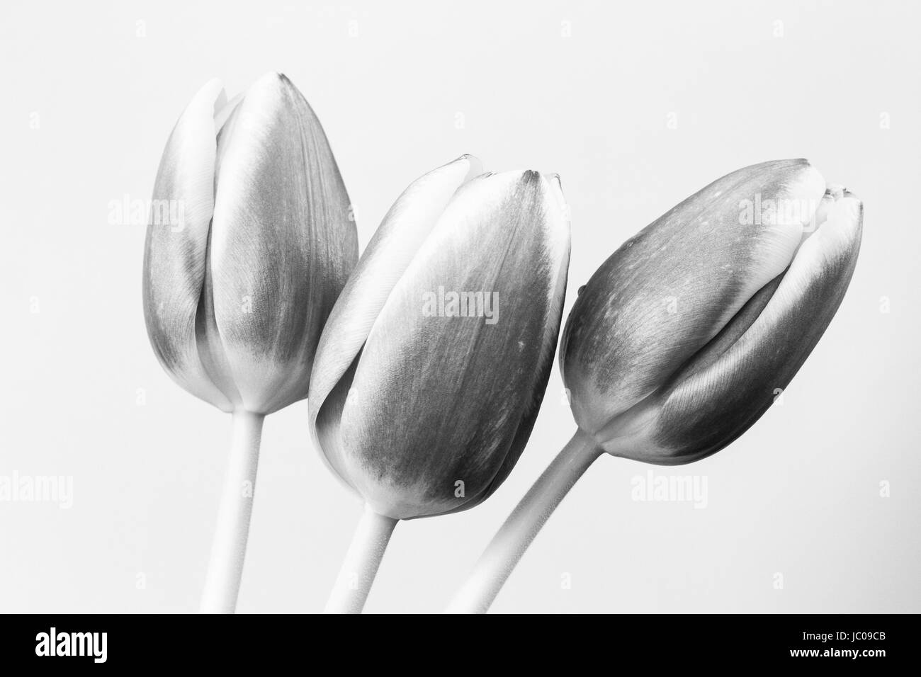 Flower Clipart Black And White Images – Browse 38,438 Stock Photos