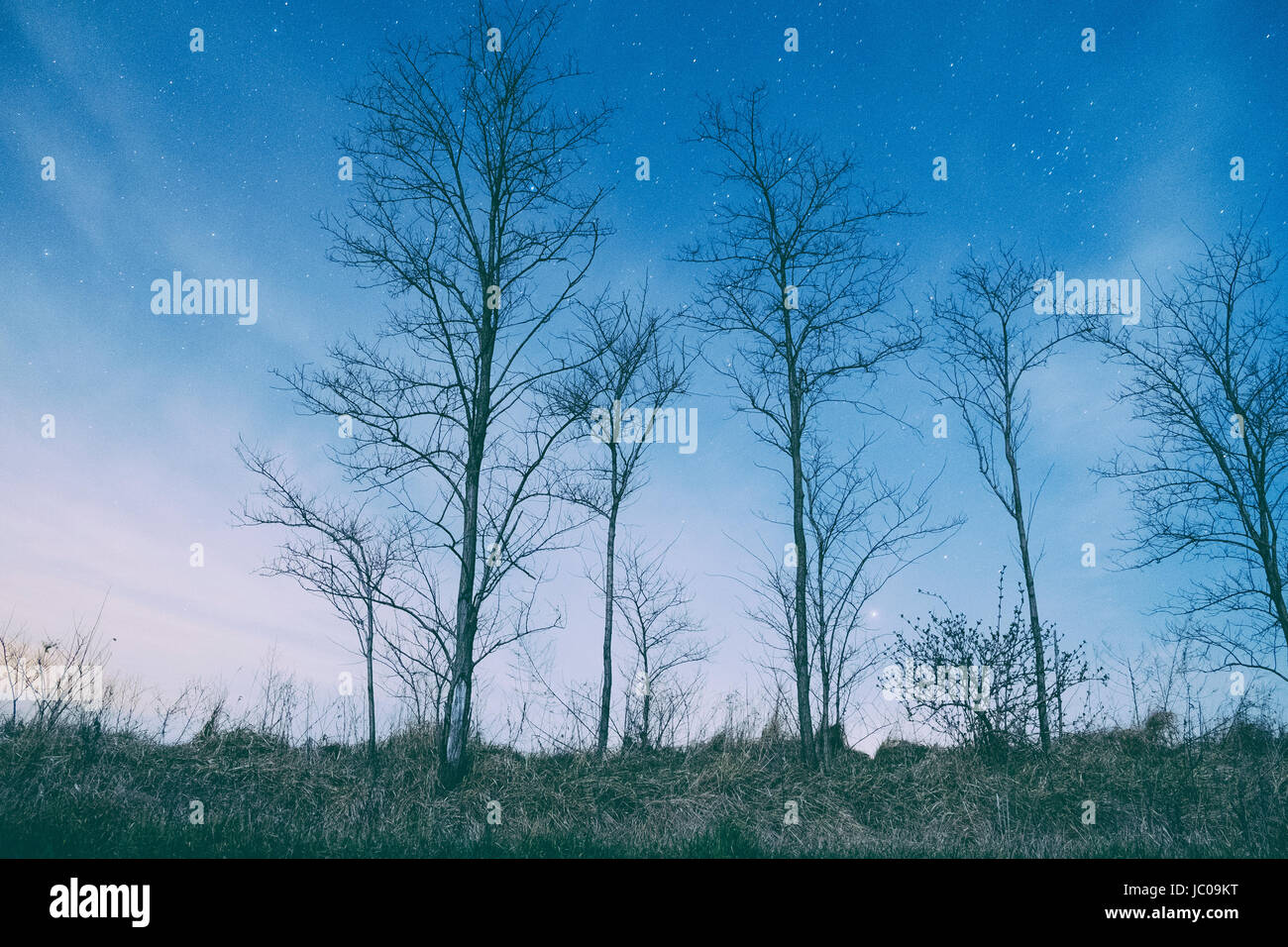Night sky and forest Stock Photo - Alamy