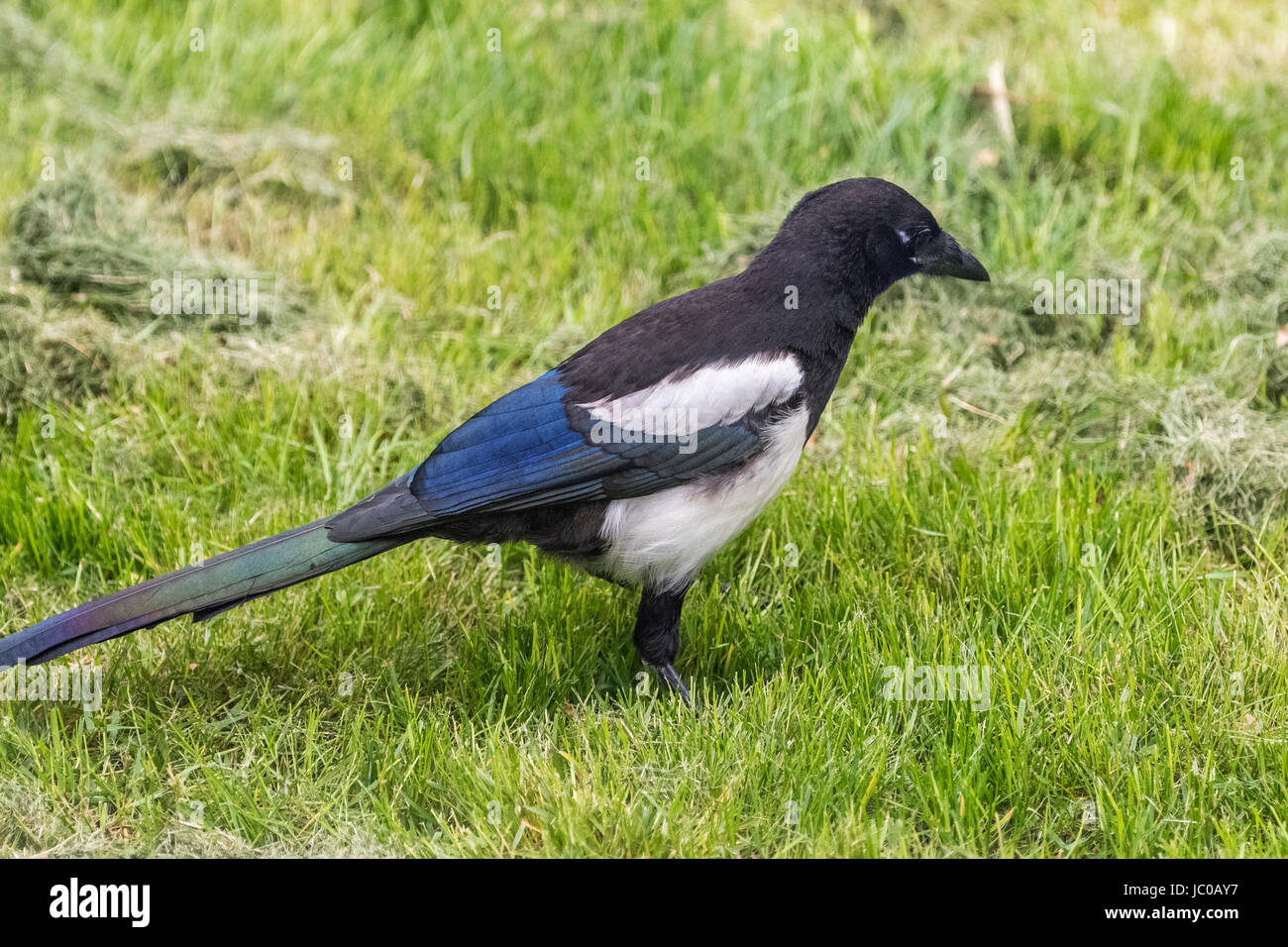 Common magpie hi-res stock photography and images - Alamy