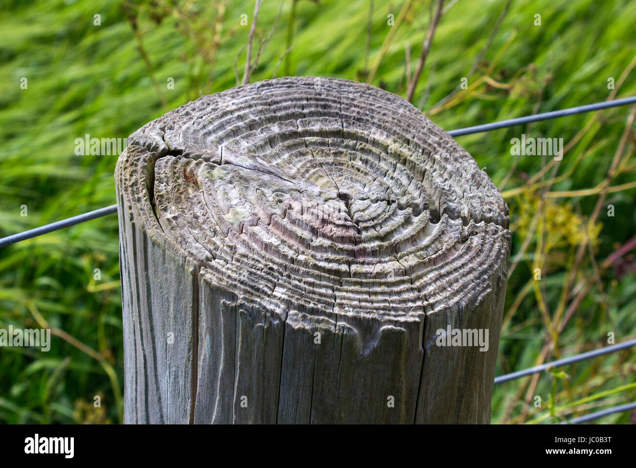 The top of an old and weathered agricultural fence post showing the growth circles by which a tree's age can be determined Stock Photo