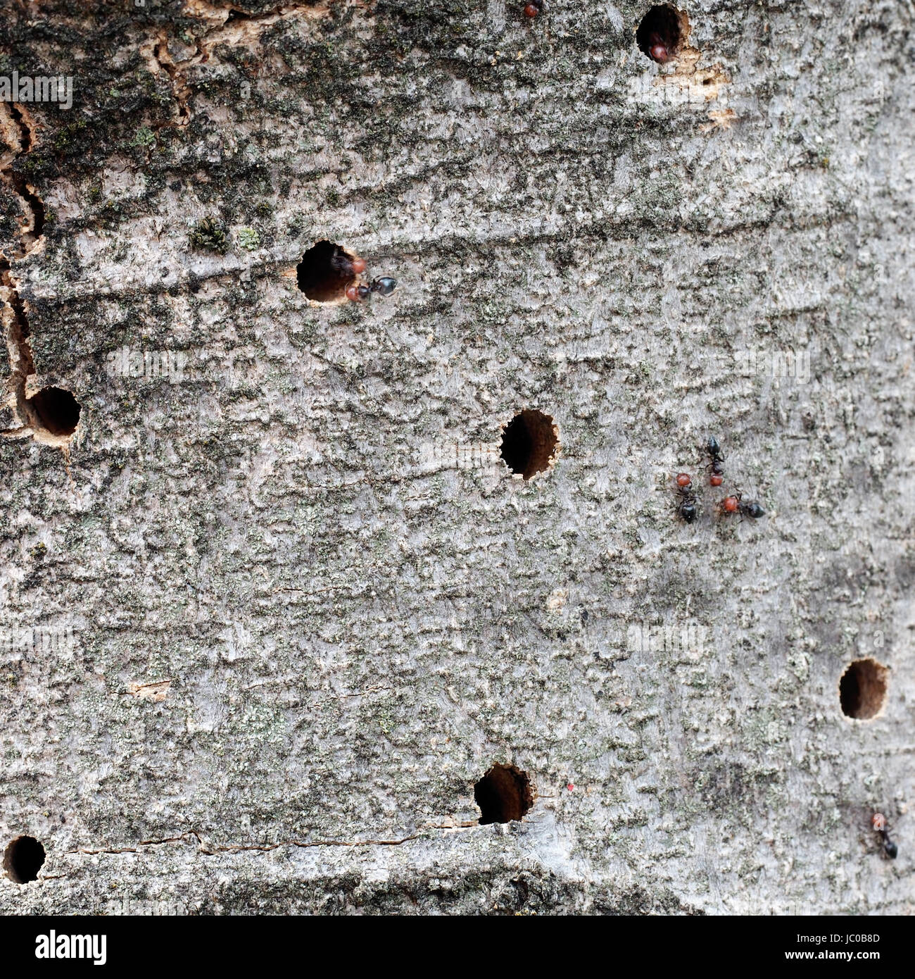 Wood borers' damage in tree trunk.Ants accessing holes Stock Photo Alamy