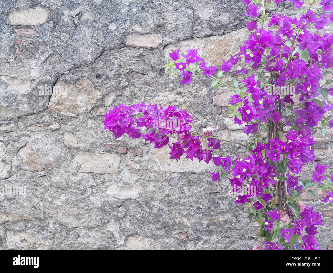Boungainvillea on wall. With copy space. Stock Photo